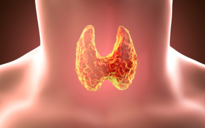 The Thyroid-Metabolism Connection – And How to Support Both